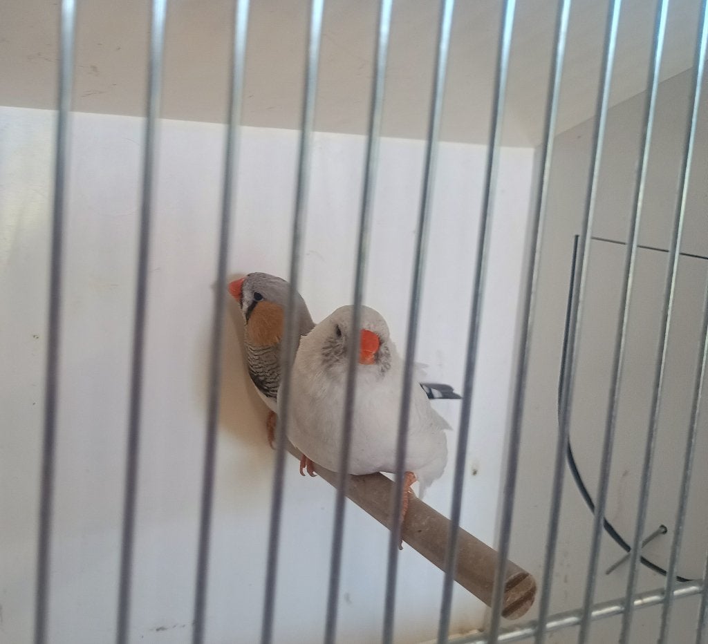 bleekrug split charcoal  - licht wit grijs vol charcoal, Meerdere dieren, Tropenvogel, Tam