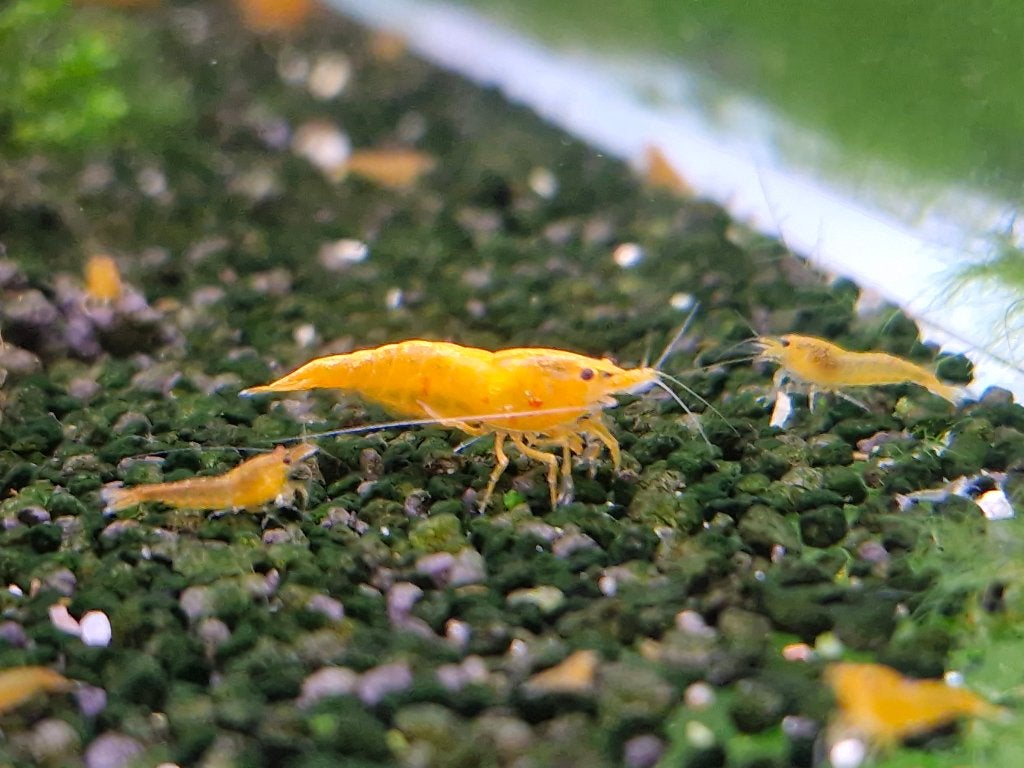 Neocaridina Orange - Oranje Garnalen, Dieren en Toebehoren, Vissen | Aquariumvissen, Zoetwatervis, Kreeft, Krab of Garnaal