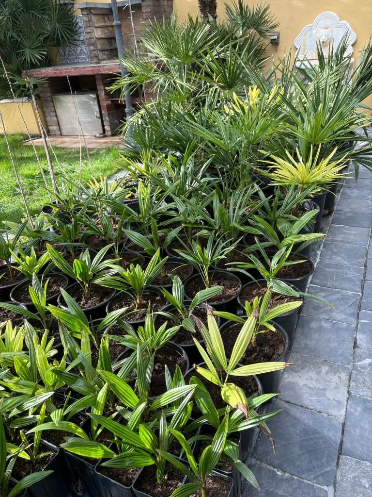 Winterharde palmbomen, Halfschaduw, Lente, Minder dan 100 cm, Palmboom