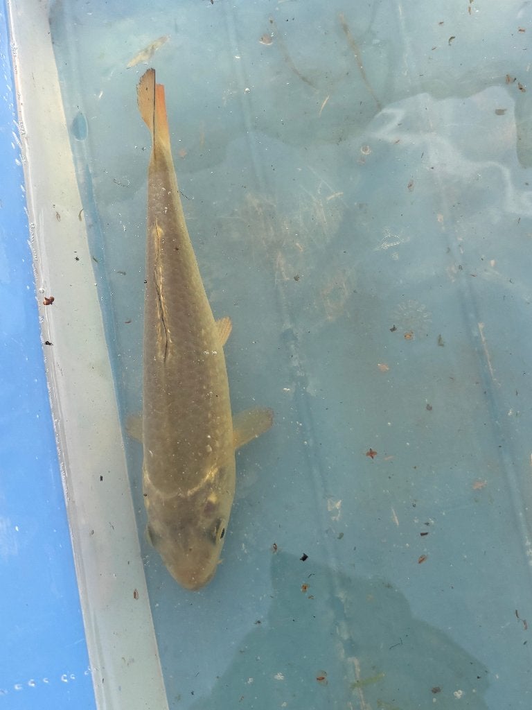 Koi van 18 cm, Karper of Koi