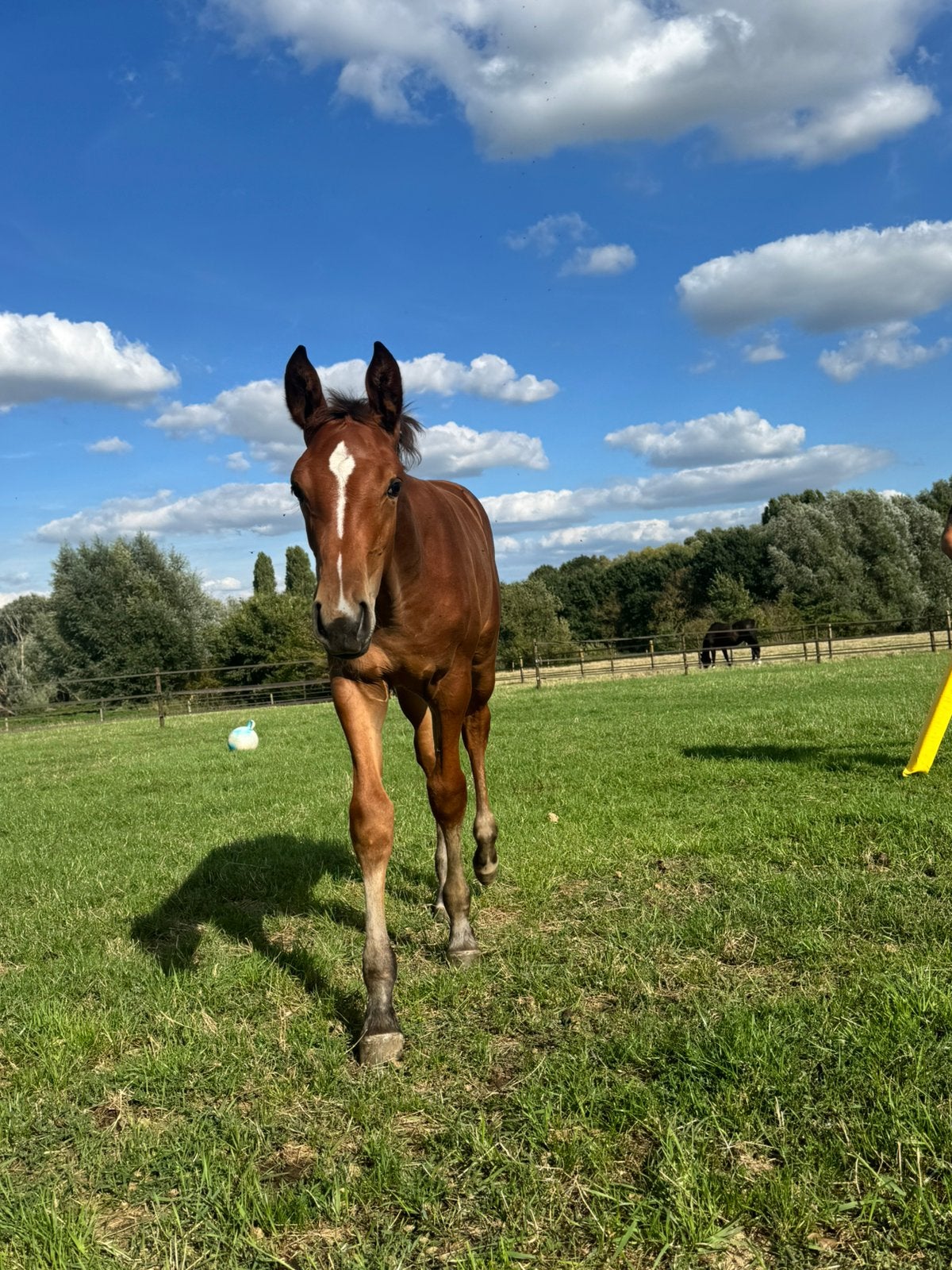 Merrie springveulen chaloubino ps old x nabab de reve, Jument, Non dressé, Avec pedigree, 0 à 2 ans