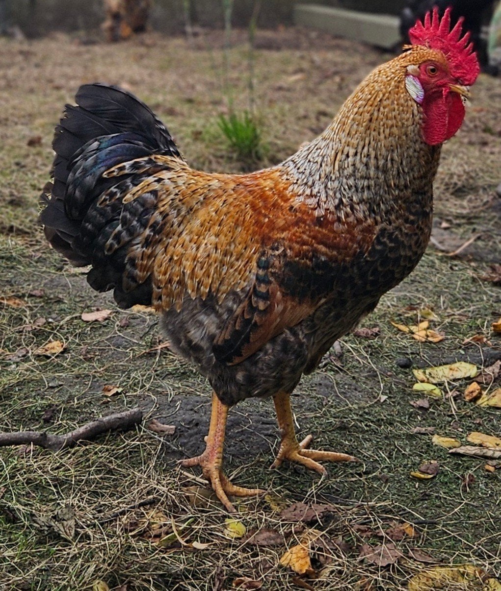 coq crème legbar à partir de 2026