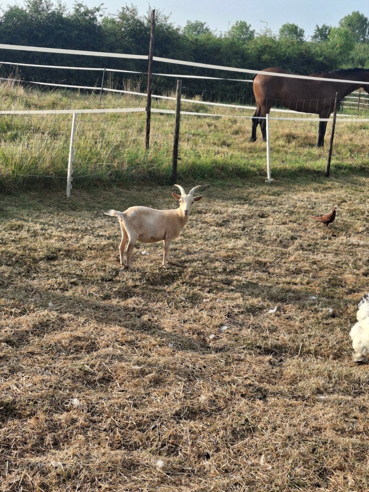 dwerggeitje, Dieren en Toebehoren