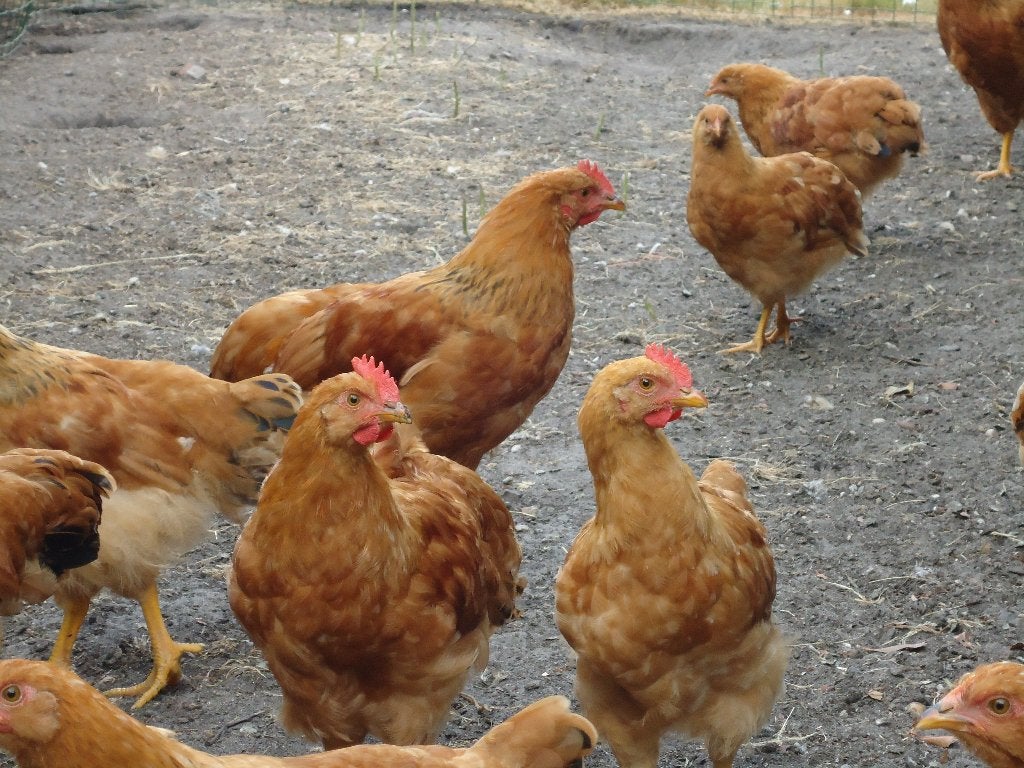 jonge new hampshires, Dieren en Toebehoren, Pluimvee, Meerdere dieren, Kip