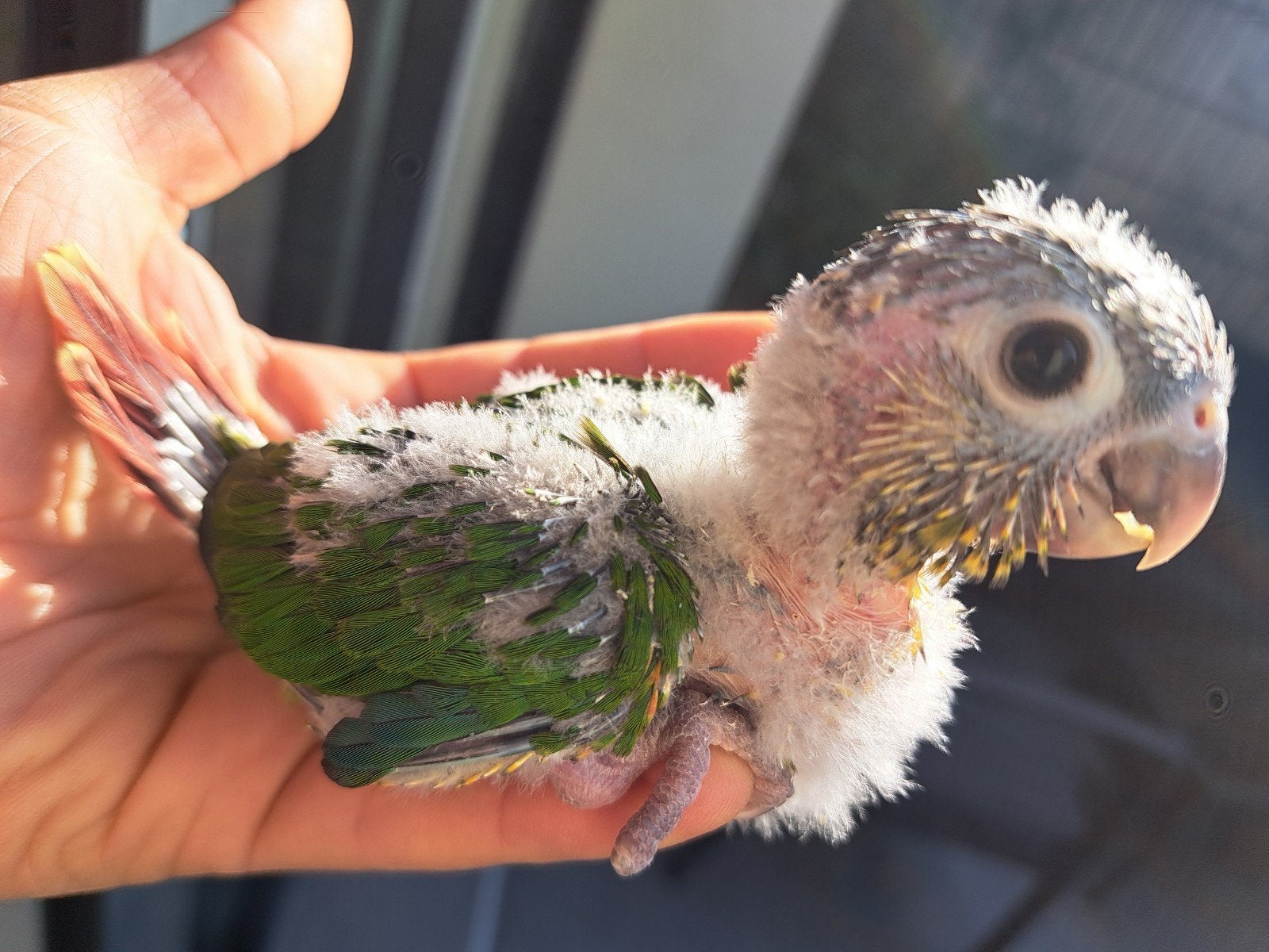 Bébé perroquet conure eam porteur Lutino, Perroquet