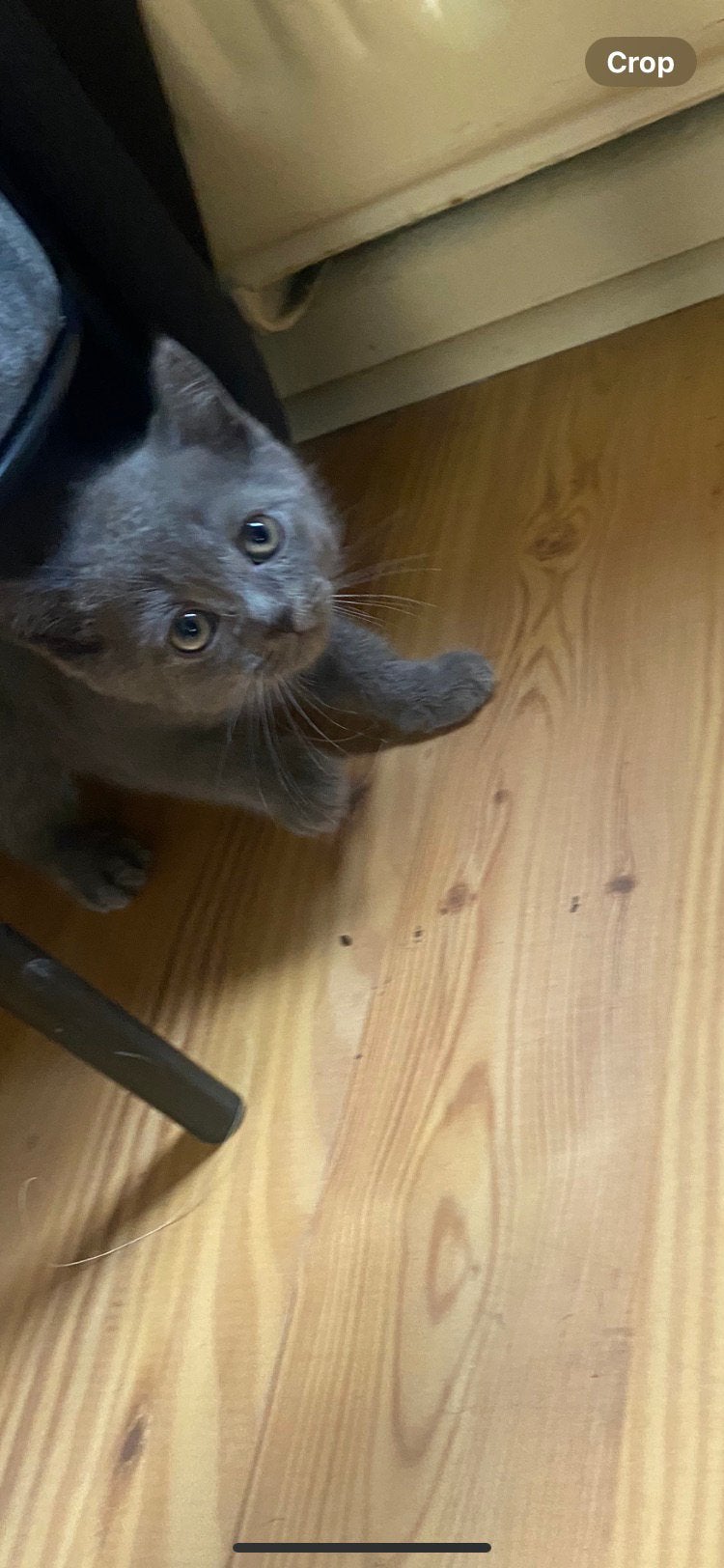 Britse kortharigen kittens, Plusieurs animaux, Avec puce électronique, 0 à 2 ans