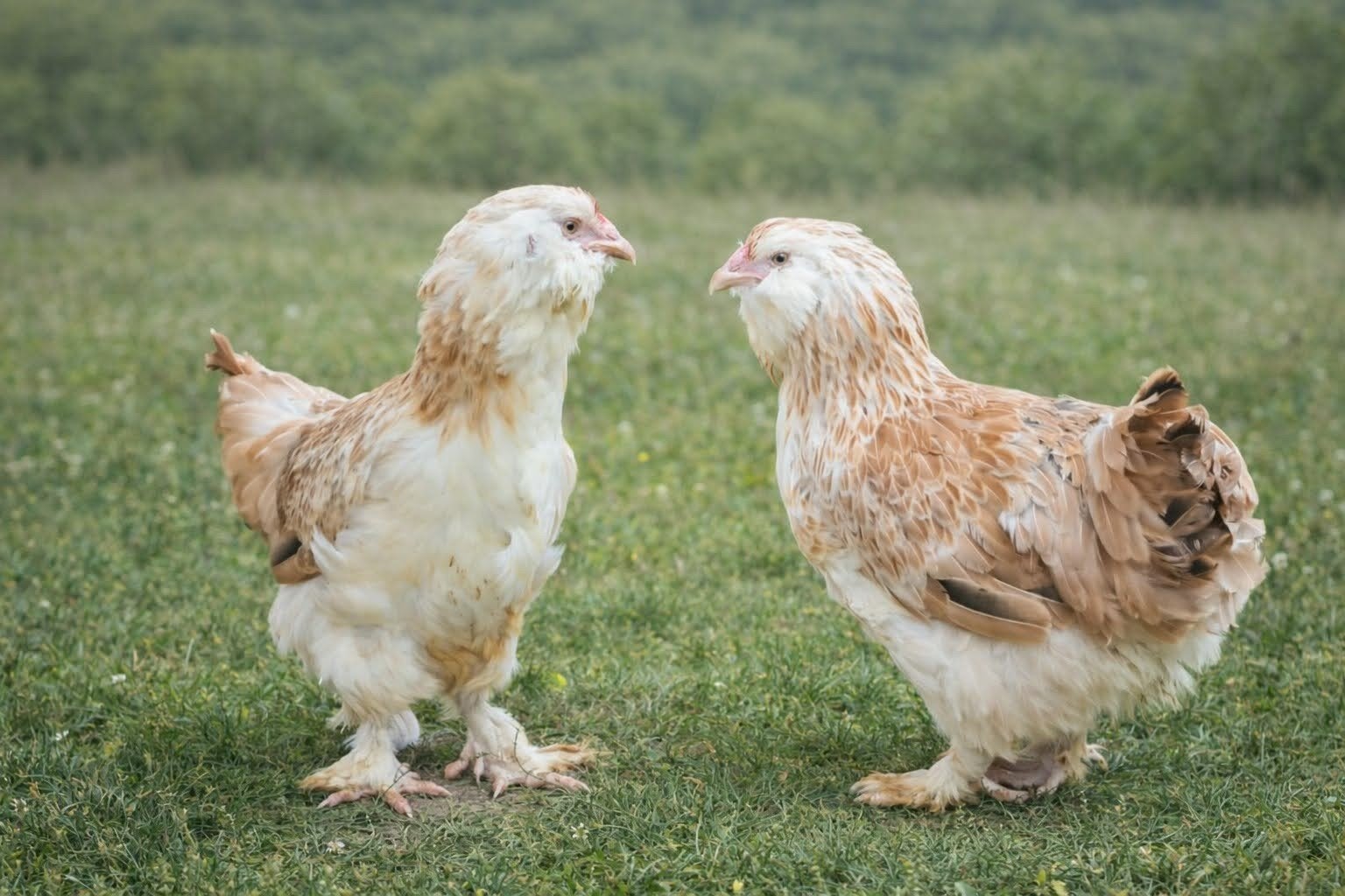 Faverolles groothoender kippen jonge hennen beschikbaar, Dieren en Toebehoren, Pluimvee, Vrouwelijk, Kip