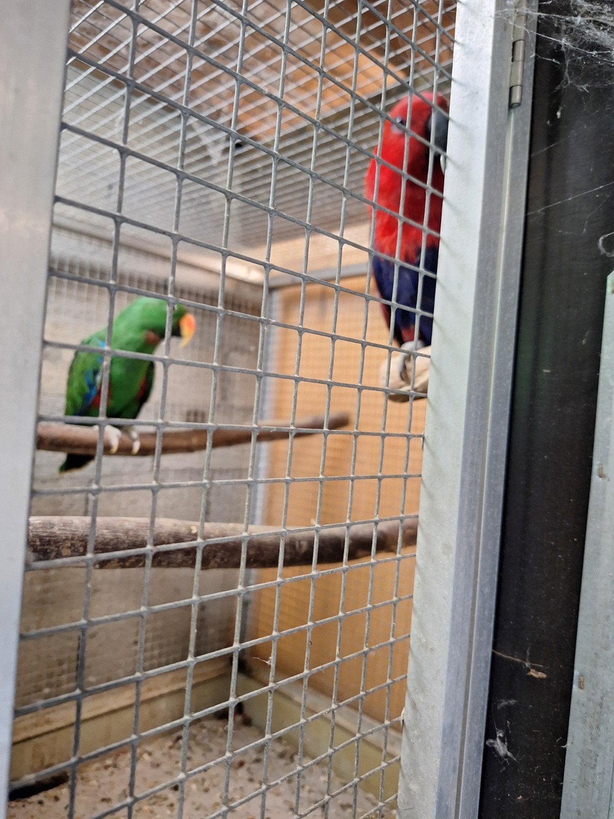 koppel edelpapegaaien, Dieren en Toebehoren, Meerdere dieren, Papegaai