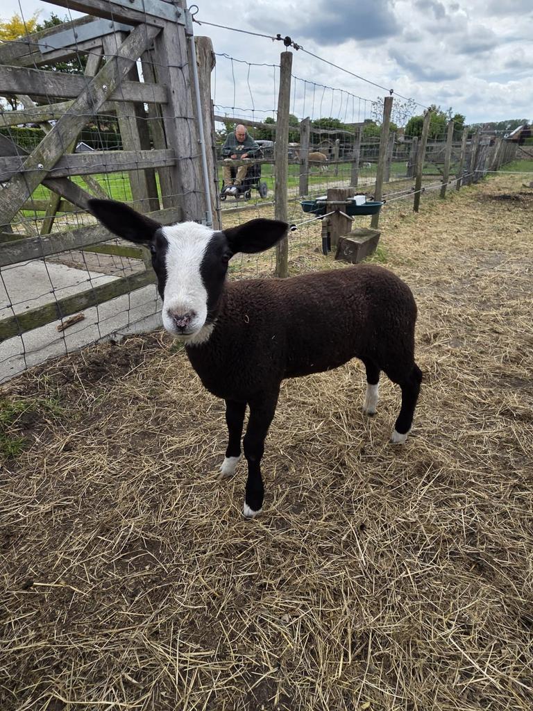 Zwartbles lam Ram