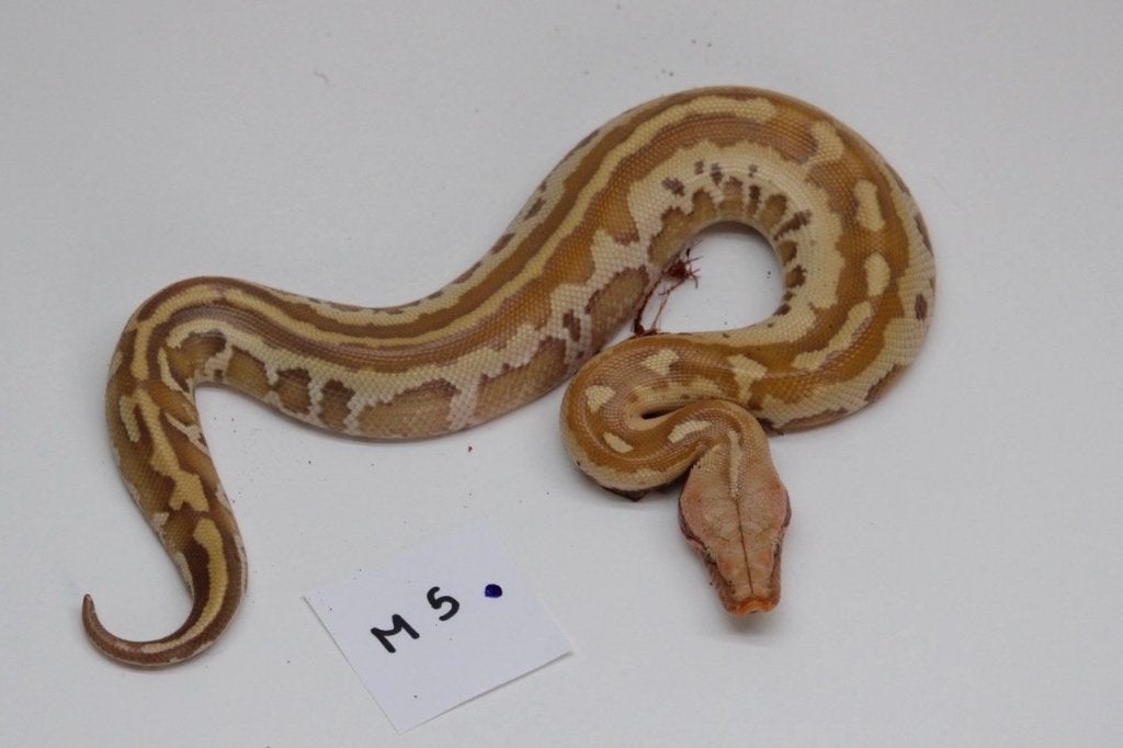 Python brongersmai, Enlèvement, Neuf, Autres types
