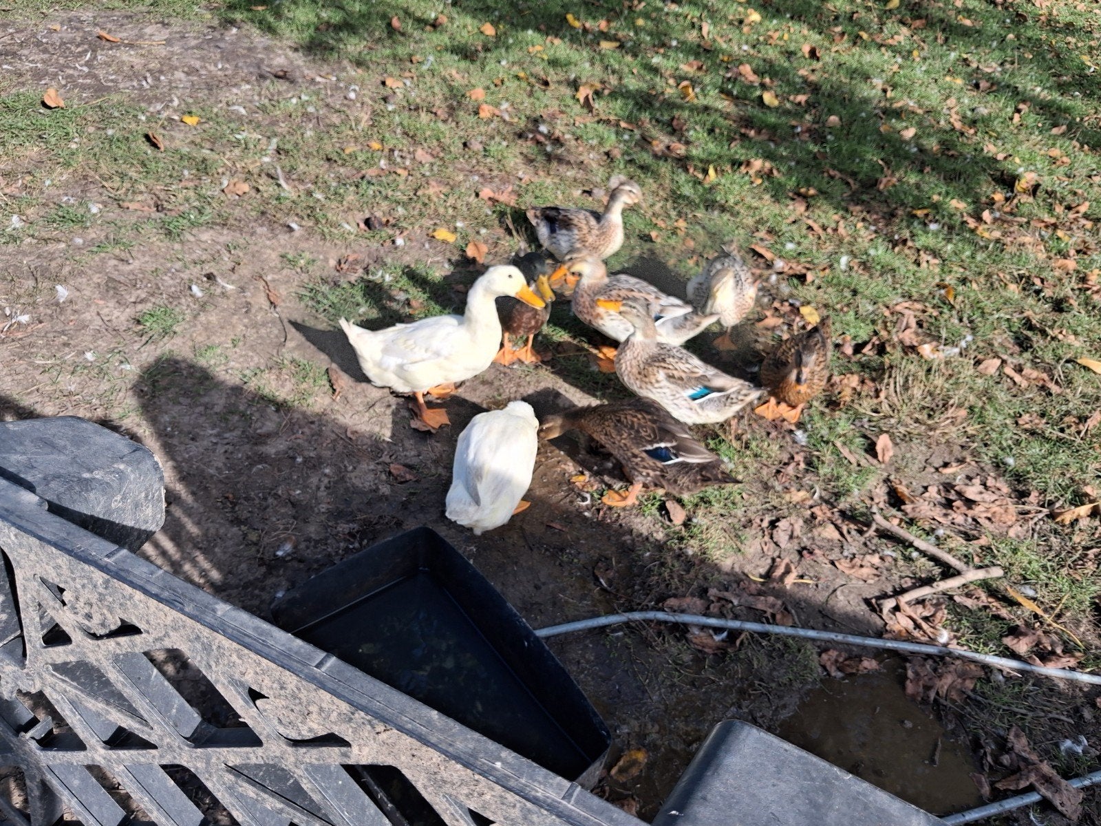 eendjes, Dieren en Toebehoren