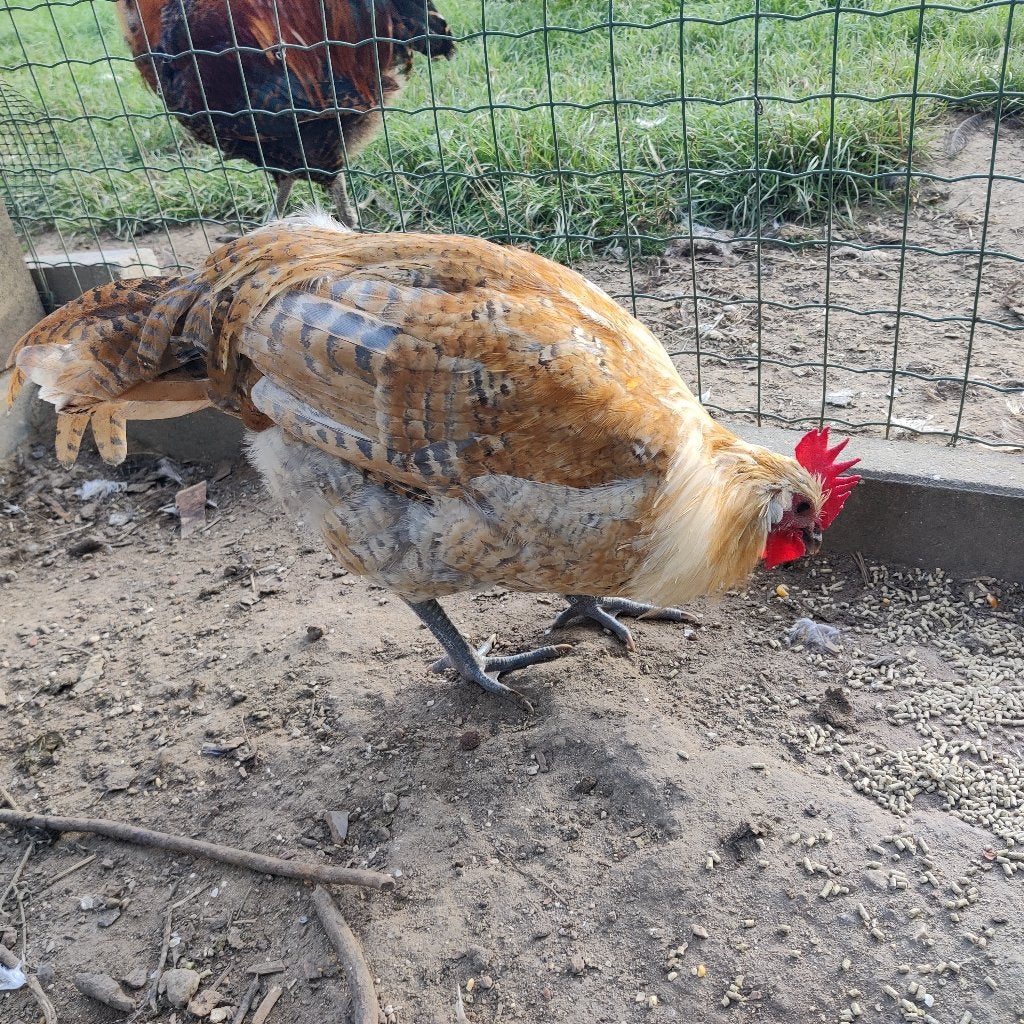 Brakelhoen Citroen-blauw (geringd 2026), Dieren en Toebehoren, Mannelijk, Kip