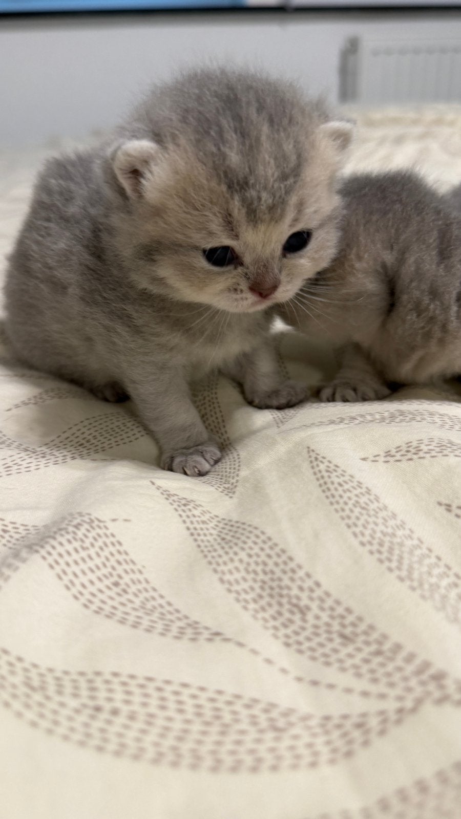 Prachtige Brits korthaar kittens, Plusieurs animaux, Avec puce électronique, 0 à 2 ans