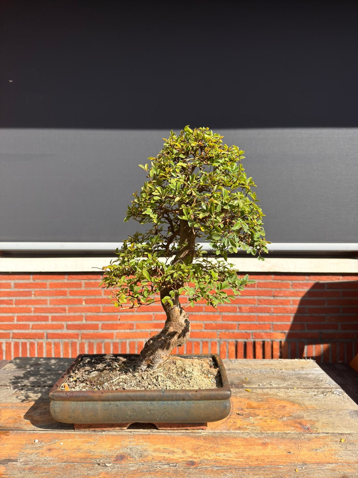 Chinese iep bonsai, Tuin en Terras, Ophalen, Winter