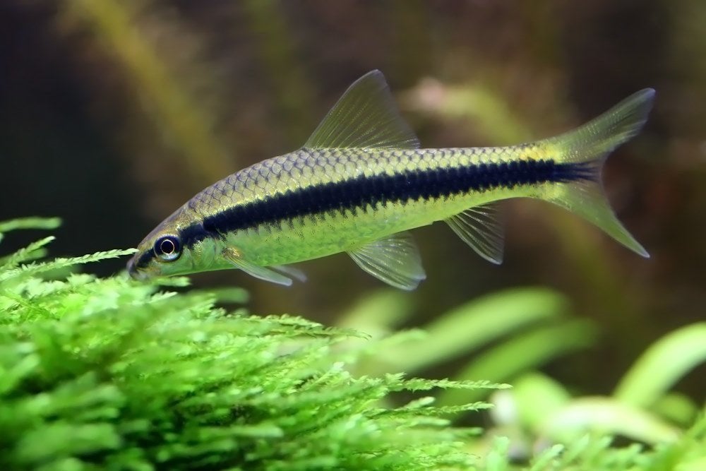 Siamese algeneter, Vis
