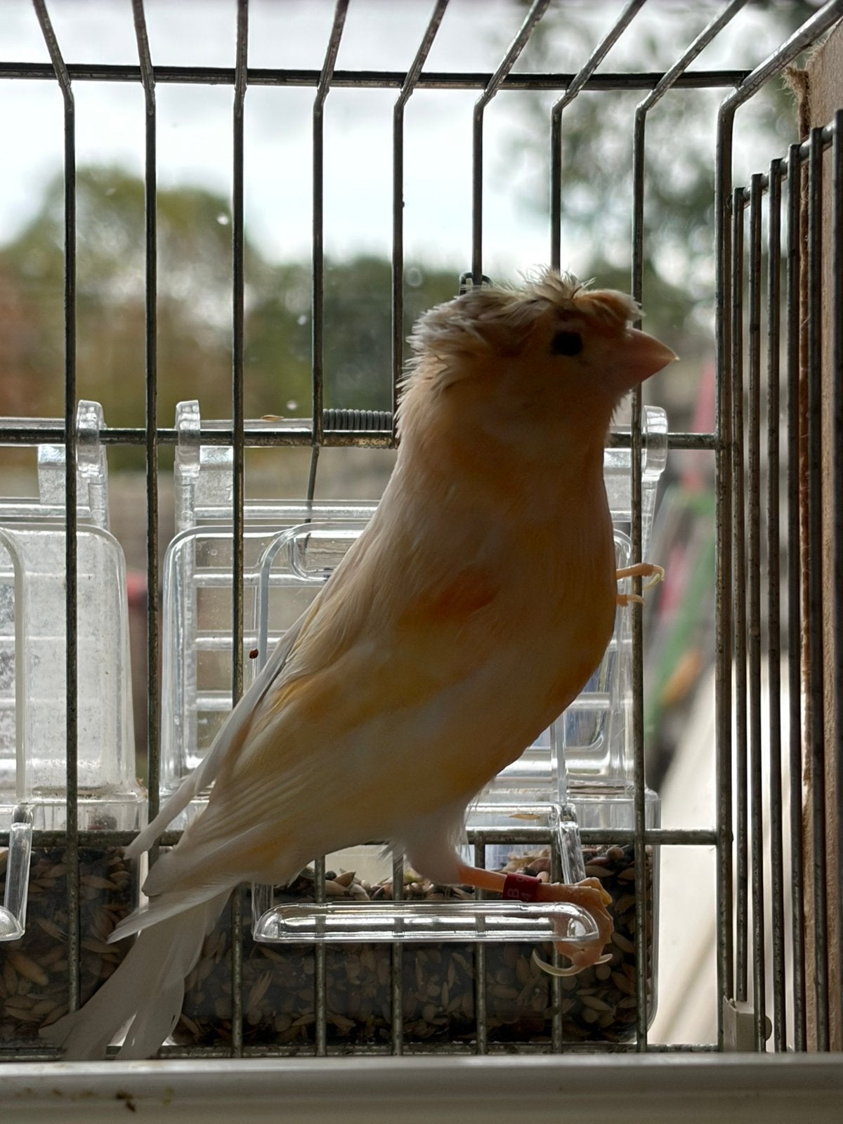 Canari Arlequin, Animaux & Accessoires, Plusieurs animaux, Canari chanteur