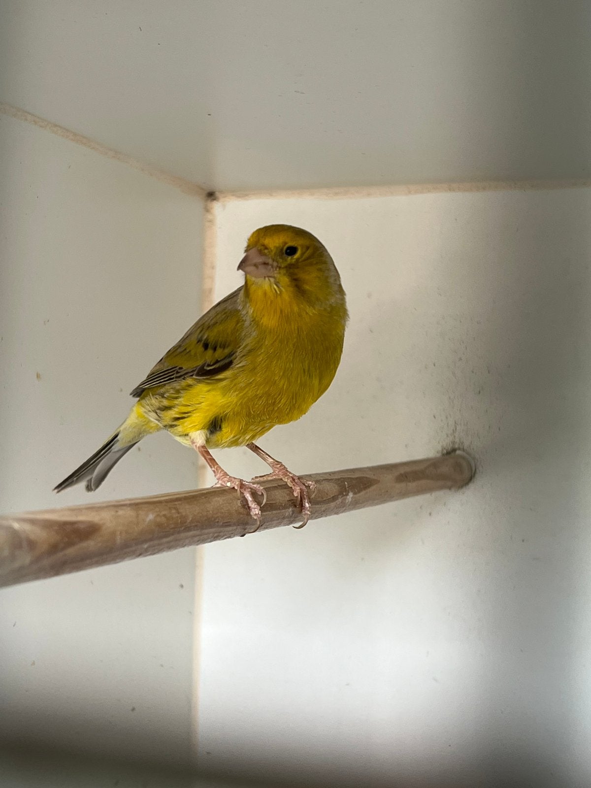 Kanaries, Dieren en Toebehoren, Vogels | Overige Vogels, Geringd