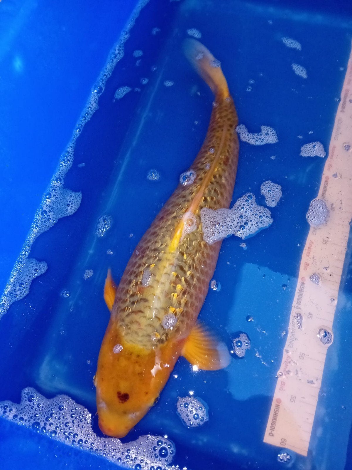 golden Corn/karashigoi, Karper of Koi