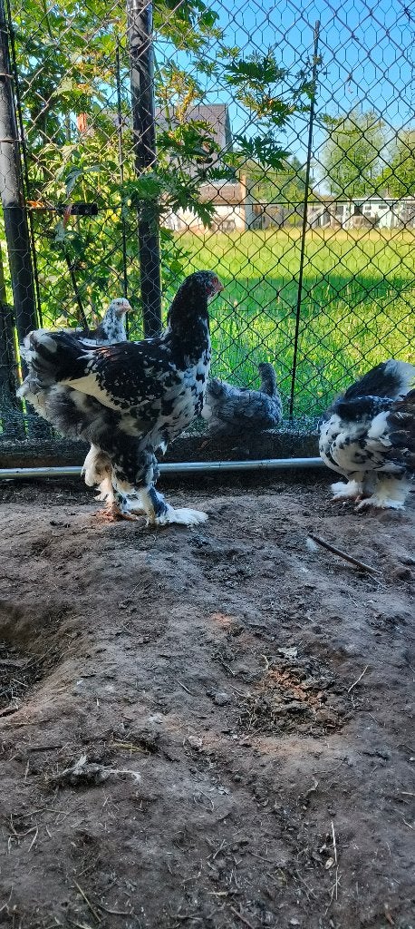 Jonge hanen, Dieren en Toebehoren, Pluimvee, Kip, Mannelijk