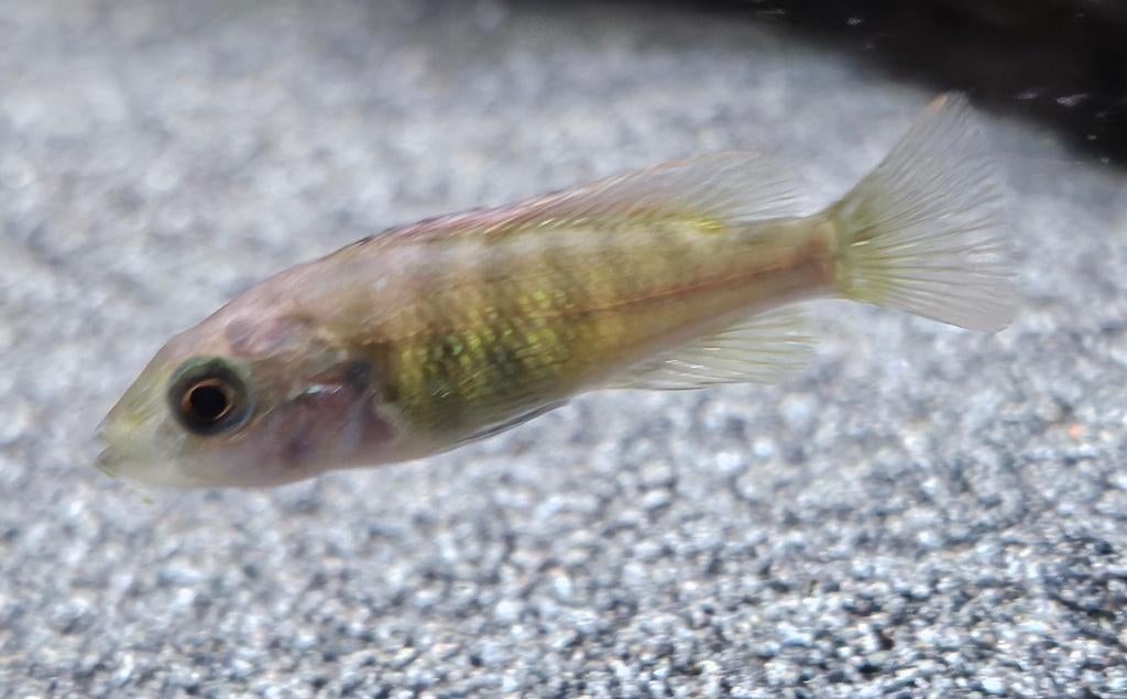 cichlidé Pundamilia Neyererei Victoria être utilisé Malawi, Poisson, Poisson d'eau douce
