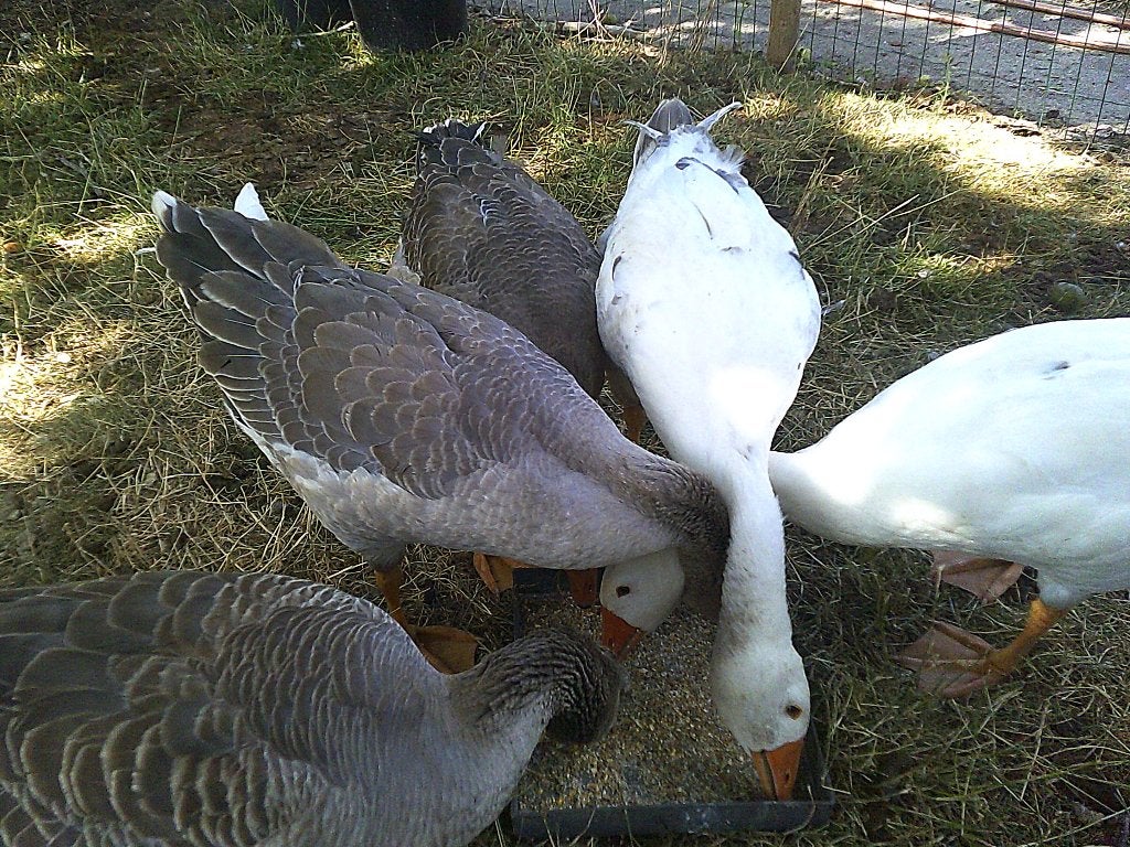 ganzen, Animaux & Accessoires, Sexe inconnu, Oie ou Cygne