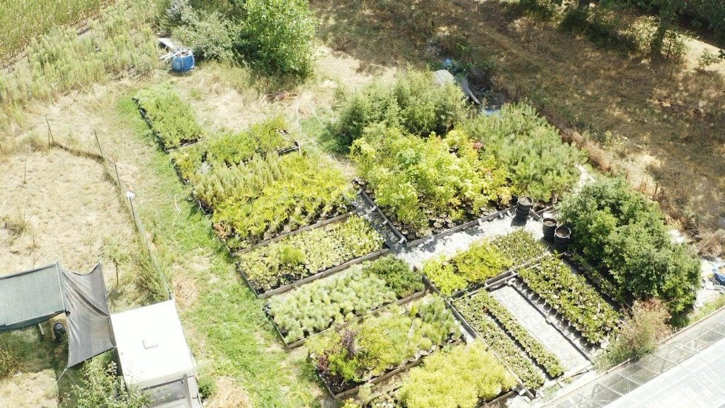 Bomen en Planten in POT         2,-euro p/stuk, Halfschaduw, Overige soorten, Minder dan 100 cm, Ophalen
