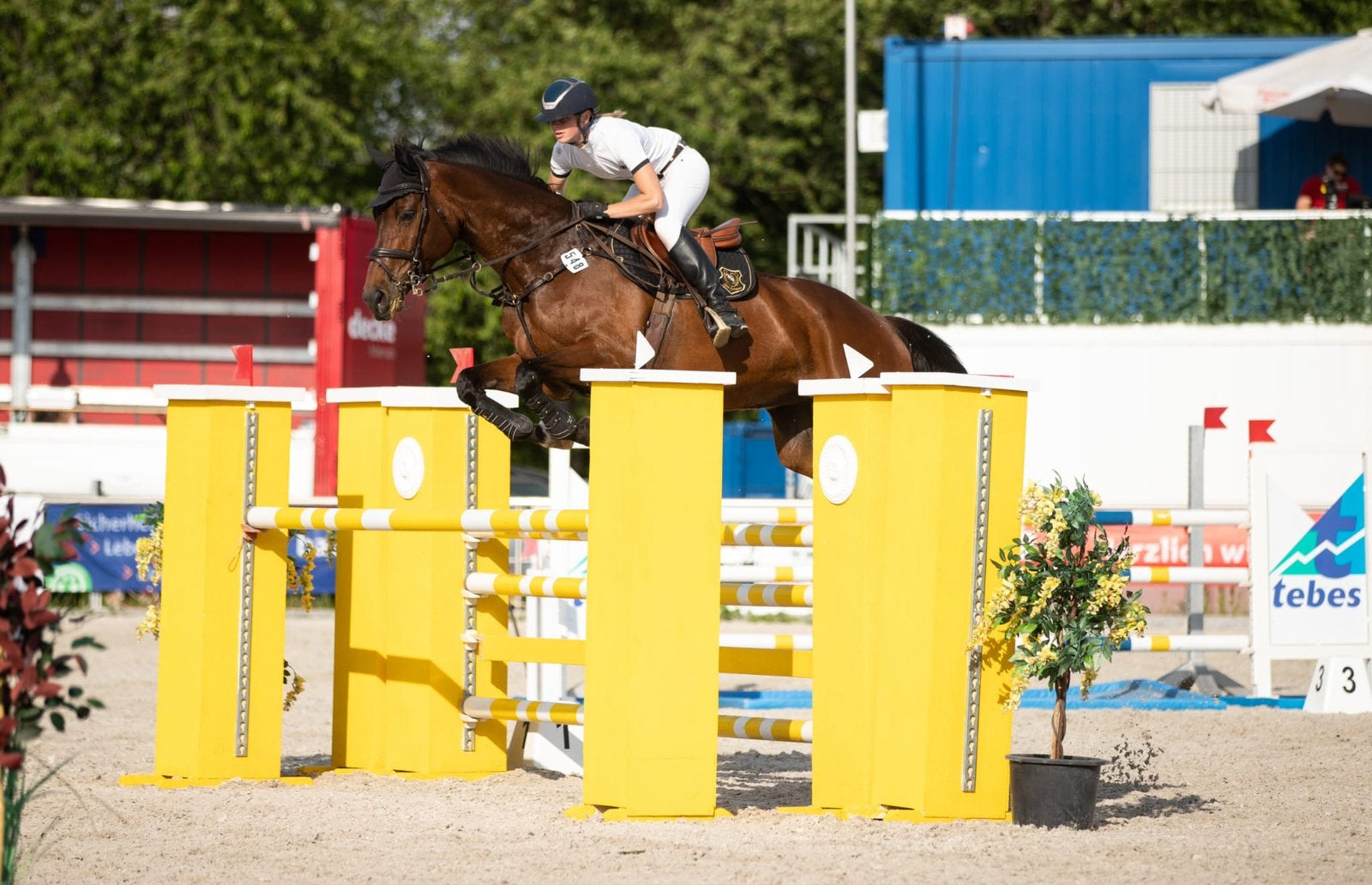 Zeer fijn sportpaard met veel ervaring, Dieren en Toebehoren, Merrie, ZZ, Springpaard, 175 cm of meer