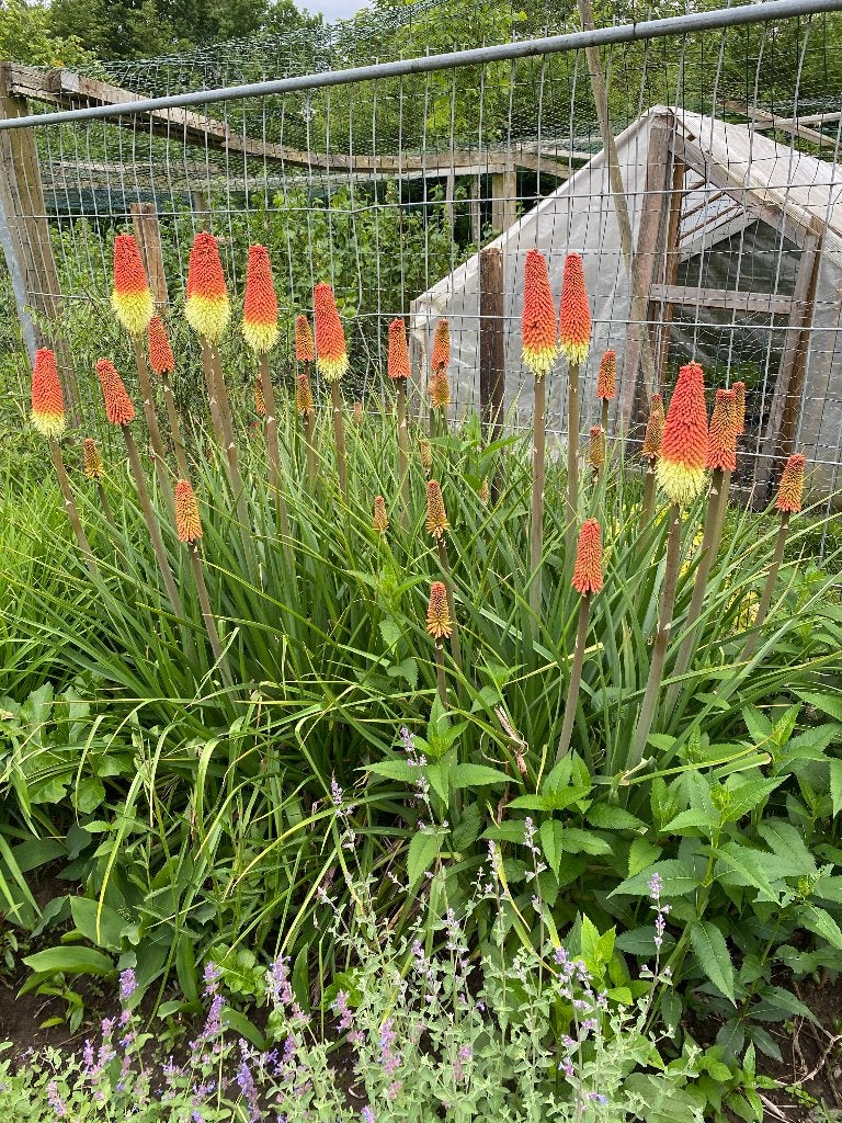 Vuurpijl planten, Tuin en Terras, Ophalen, Vaste plant