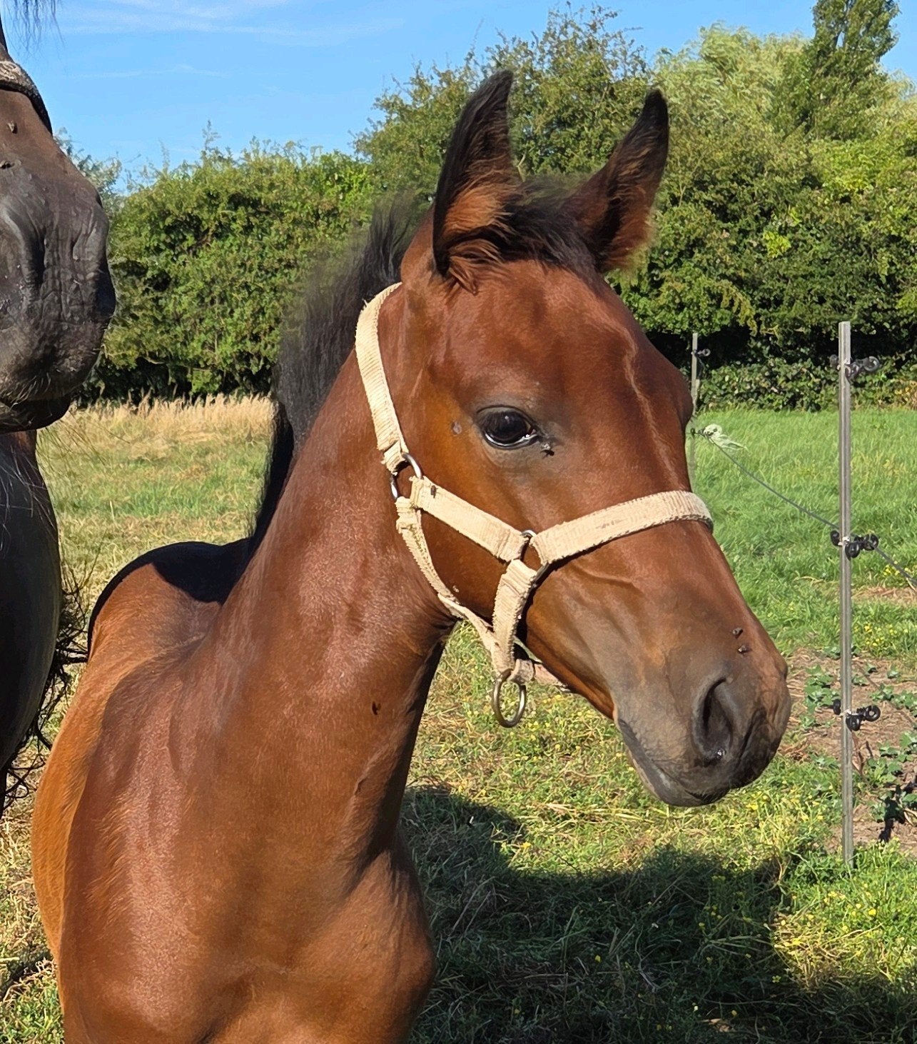 Familiepaardje in wording, zeer lief merrieveulen quarter, Dieren en Toebehoren, Merrie, 0 tot 2 jaar