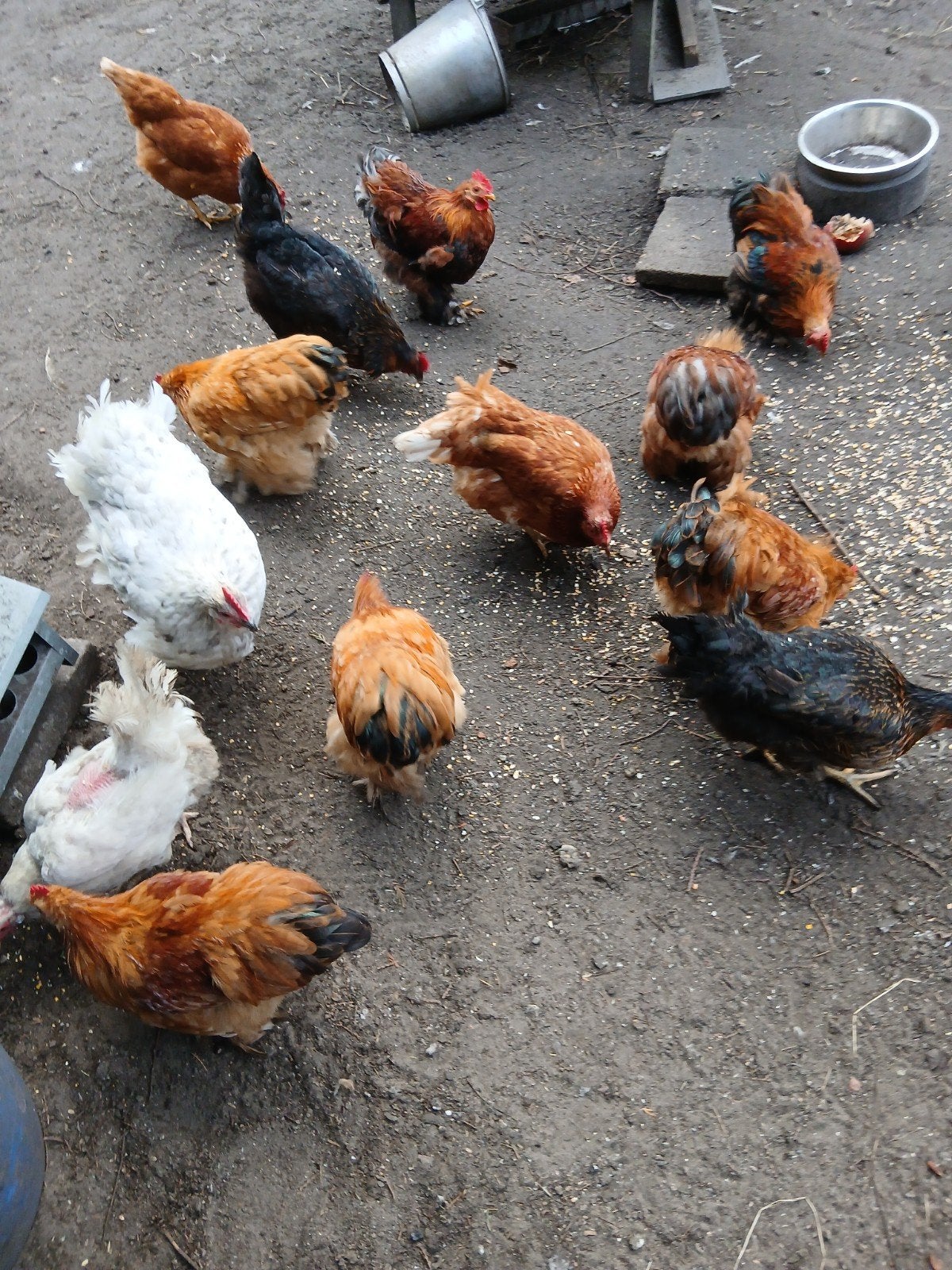 cochin kriel hanen, Dieren en Toebehoren