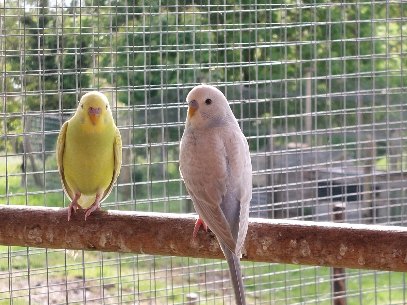 2 jonge parkieten te koop