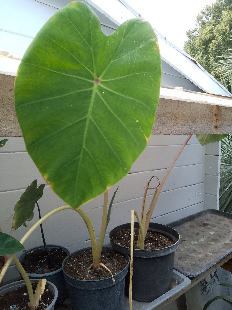 colocasia pink china, Tuin en Terras, Ophalen