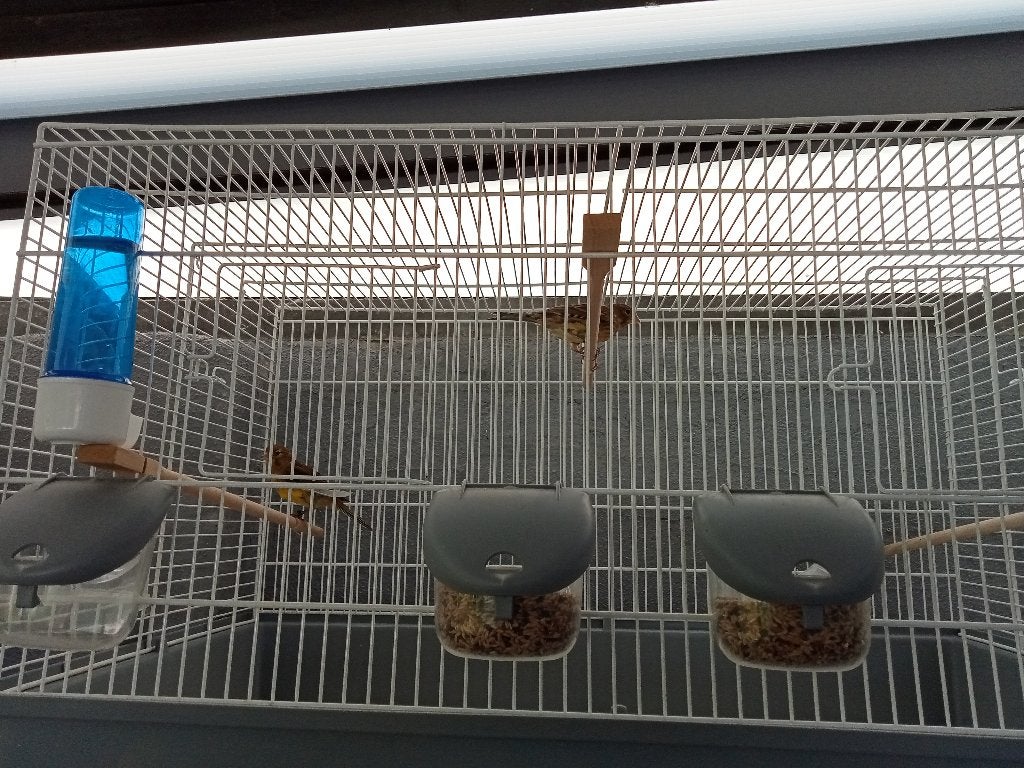 Timbrado kanaries, Dieren en Toebehoren, Mannelijk, Zangkanarie
