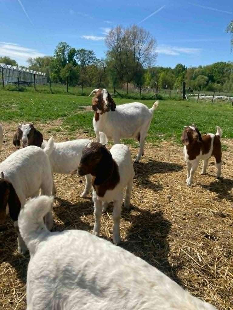 boergeit lammetjes te koop, Plusieurs animaux, Chèvre, 0 à 2 ans