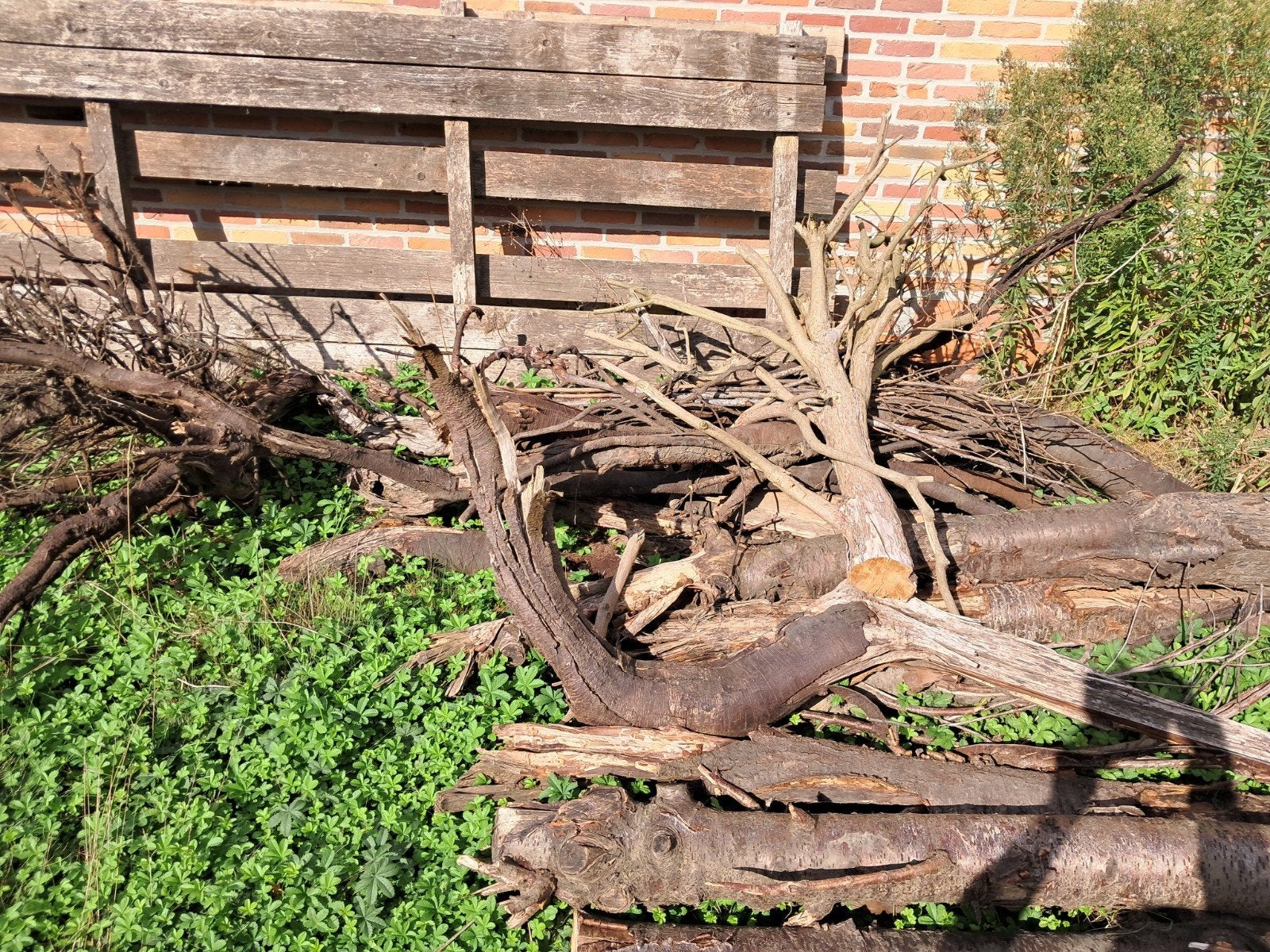 brandhout, Jardin & Terrasse, Bois de chauffage, Moins de 3 m³, Enlèvement, Autres essences de bois, Troncs d'arbres
