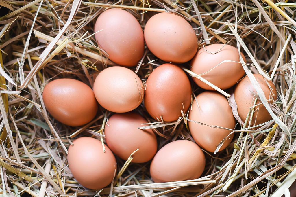 Eieren 12stuks 6€, Poule ou poulet
