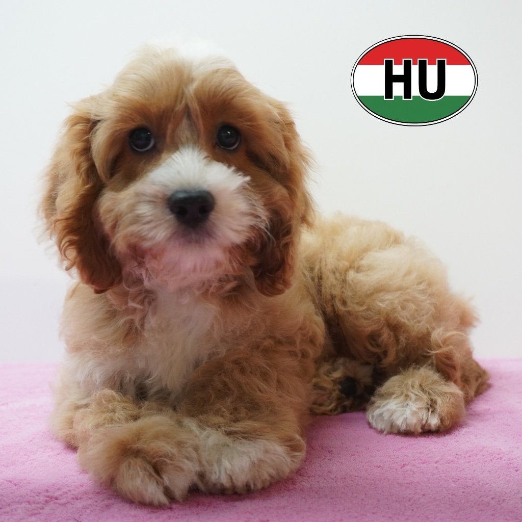 Cavapoo - chiots à vendre (doux et affectueux), 15 semaines à 1 an, Autres races, Plusieurs animaux, Plusieurs