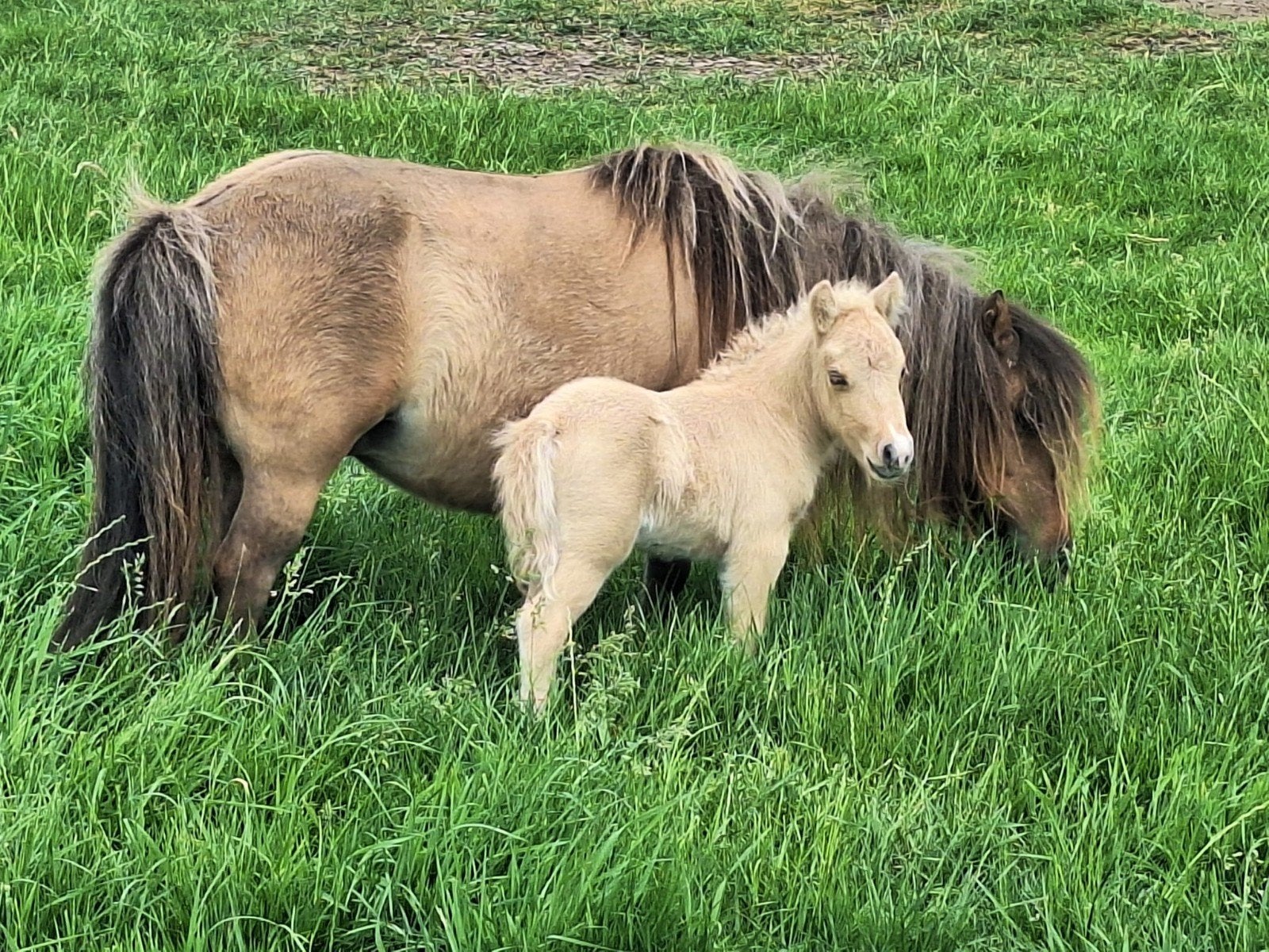 Prachtig shetland hengsten veulen, Animaux & Accessoires, Poneys