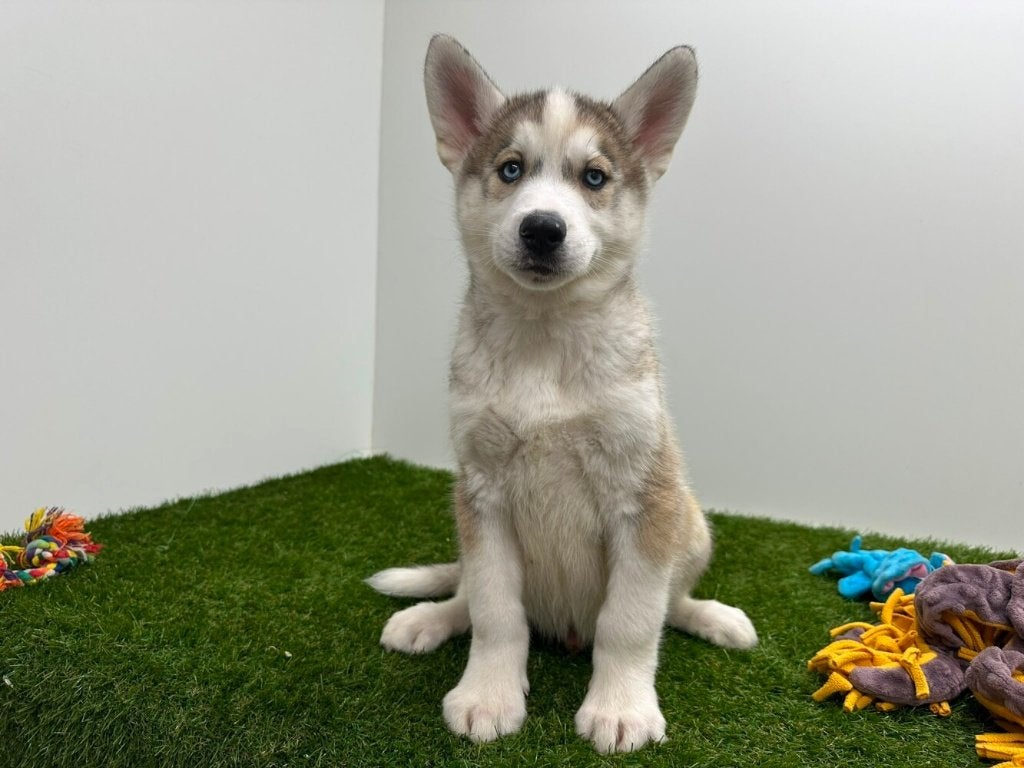 Siberische Husky pups