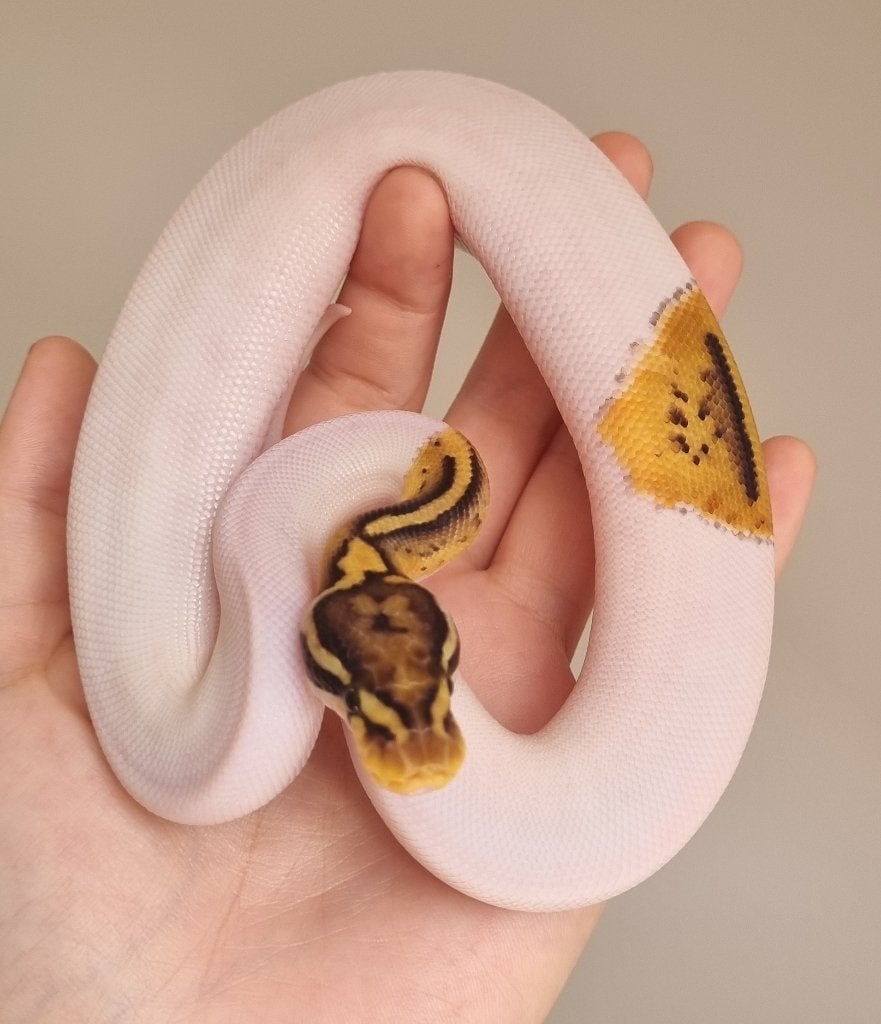 0.1 special enchi pastel piebald koningspython Ball Python photo 4