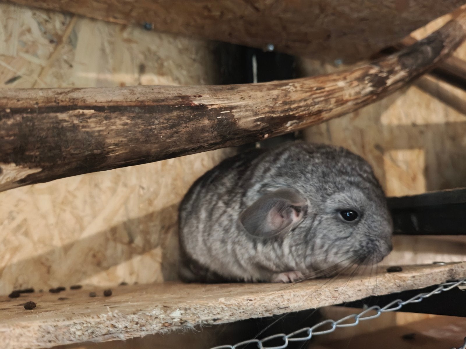 chinchilla bokje, Dieren en Toebehoren, Chinchilla, Augustus, Mannelijk, Tam