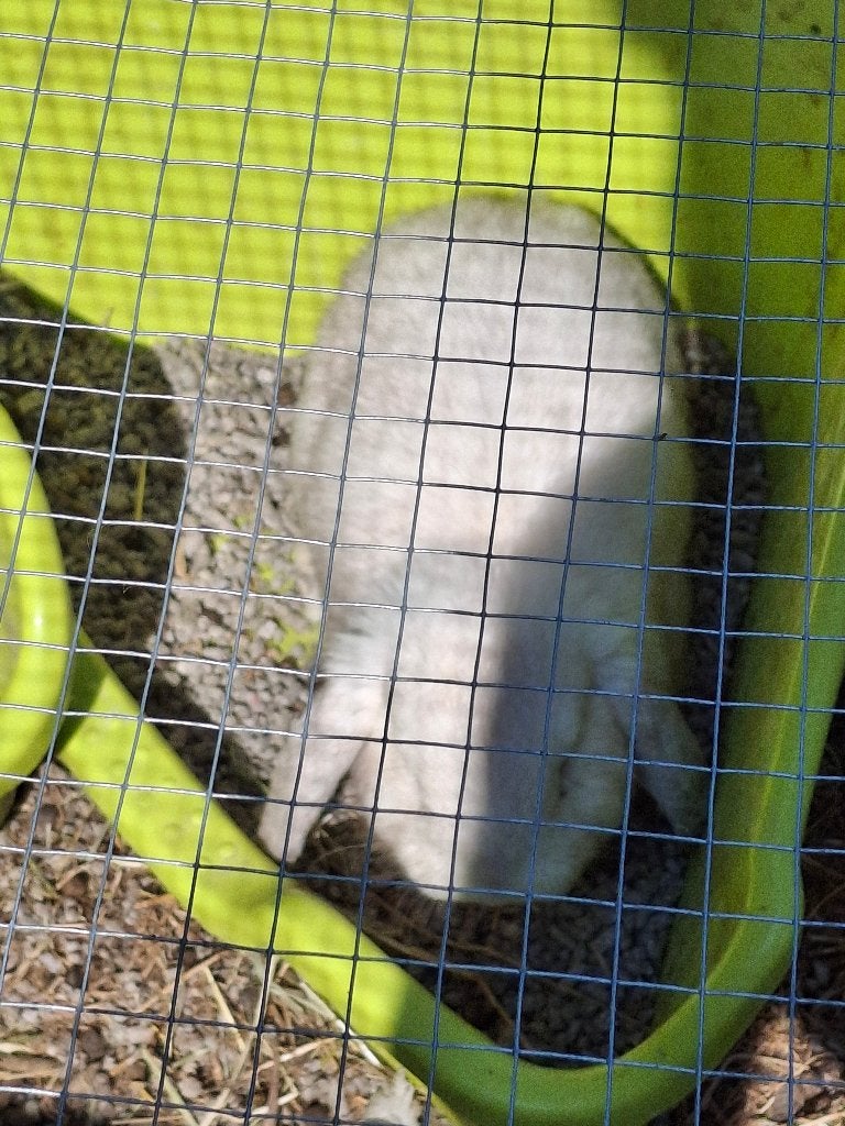 Konijn ram, Dieren en Toebehoren, Konijnen, Mannelijk, Dwerg, Hangoor, 0 tot 2 jaar