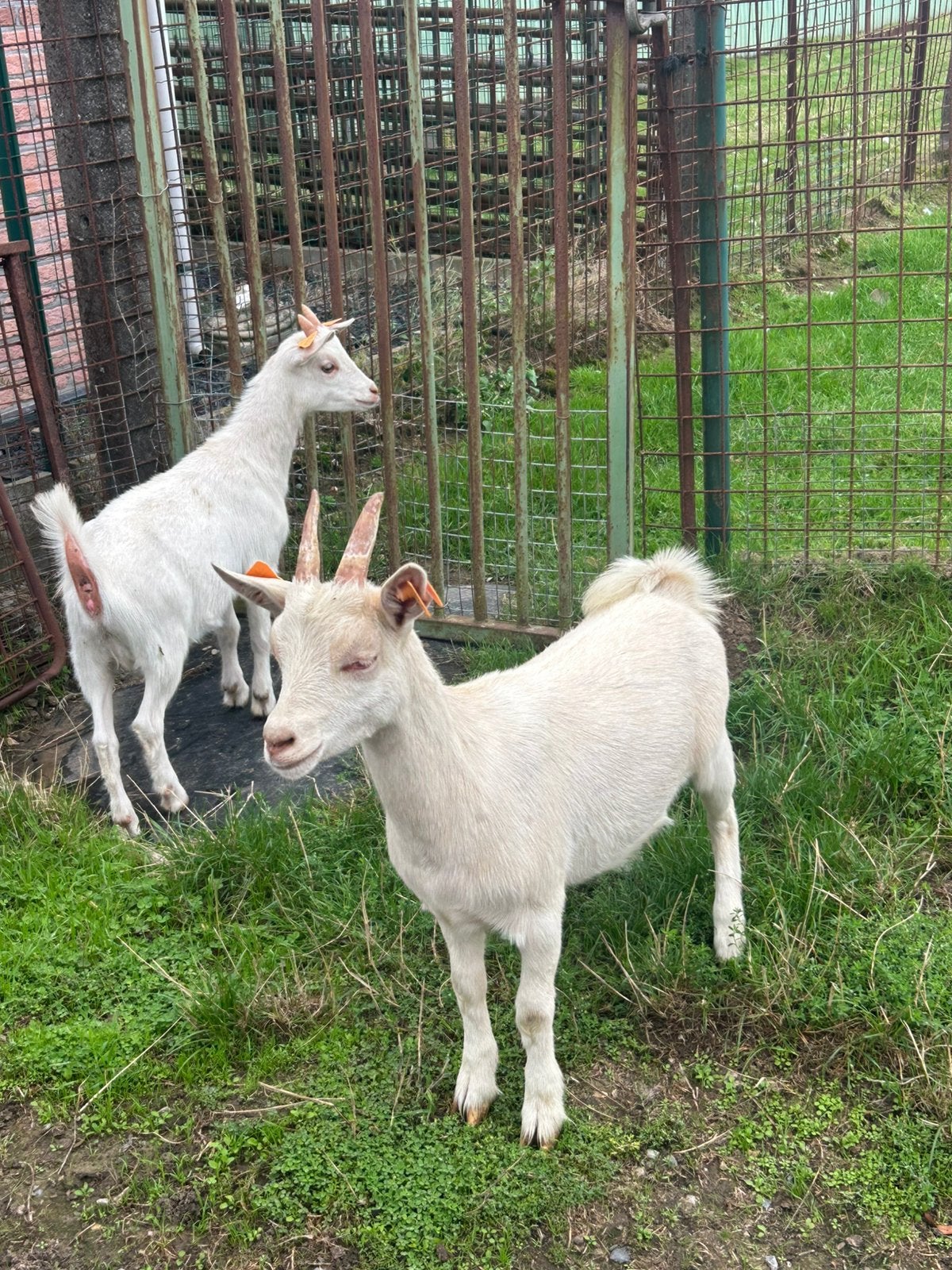 2 zeer mooie miekes berggeiten, Vrouwelijk, Geit