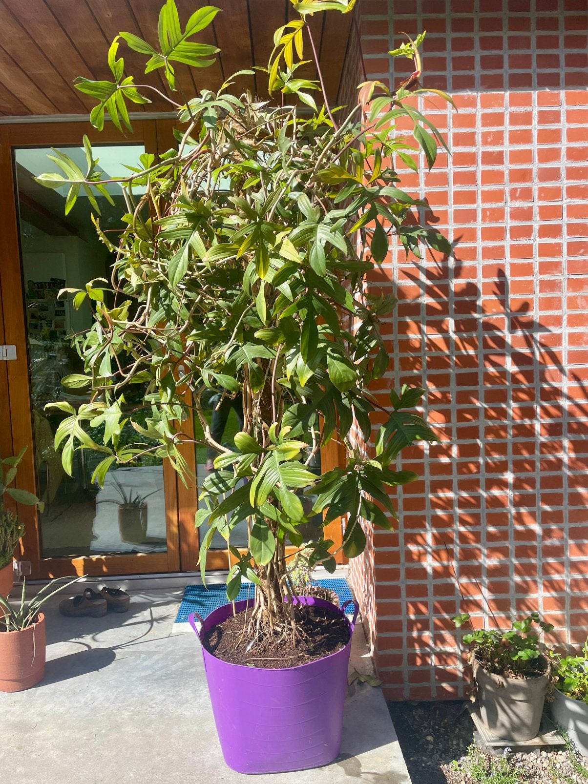 Philodendron Pedatum, Tuin en Terras, Ophalen
