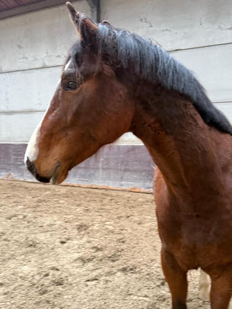 springpaard - 3 jaar - zadelmak - enorm veel vermogen, Vermifugé, Débourré, 160 à 165 cm, Étalon