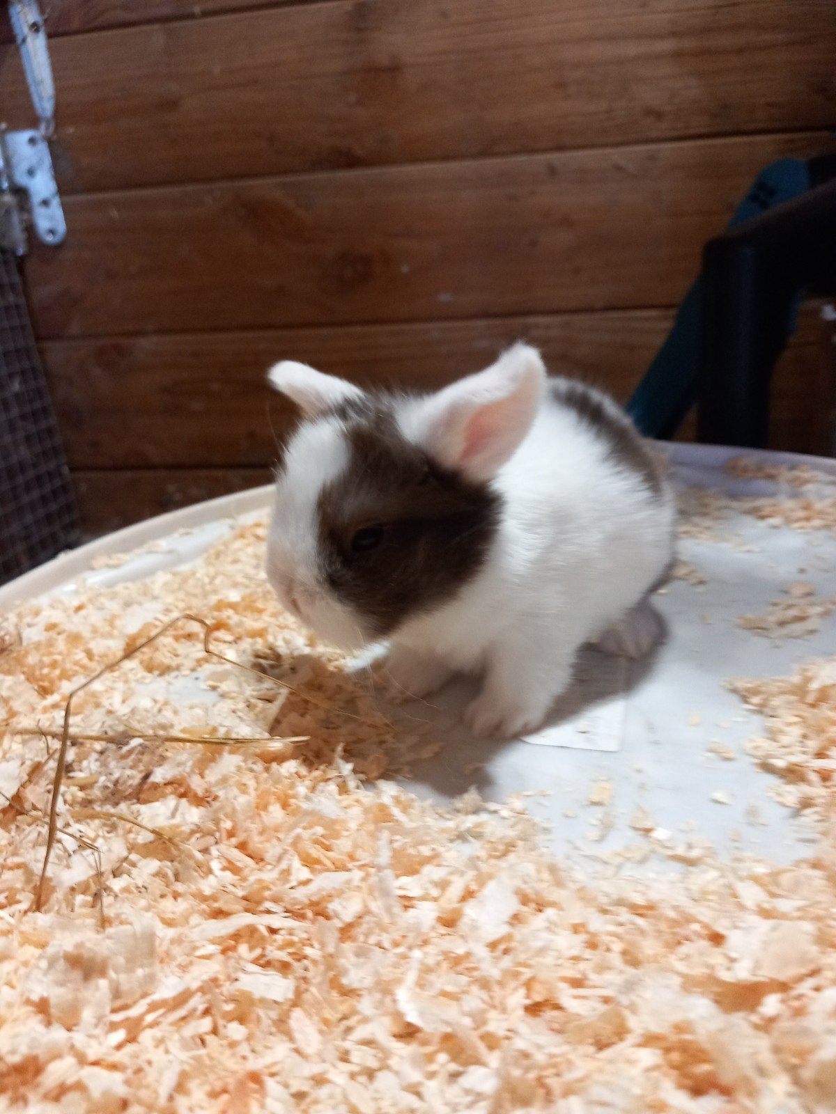 Zeer mooie minilop konijntjes, Meerdere dieren, Klein, Hangoor