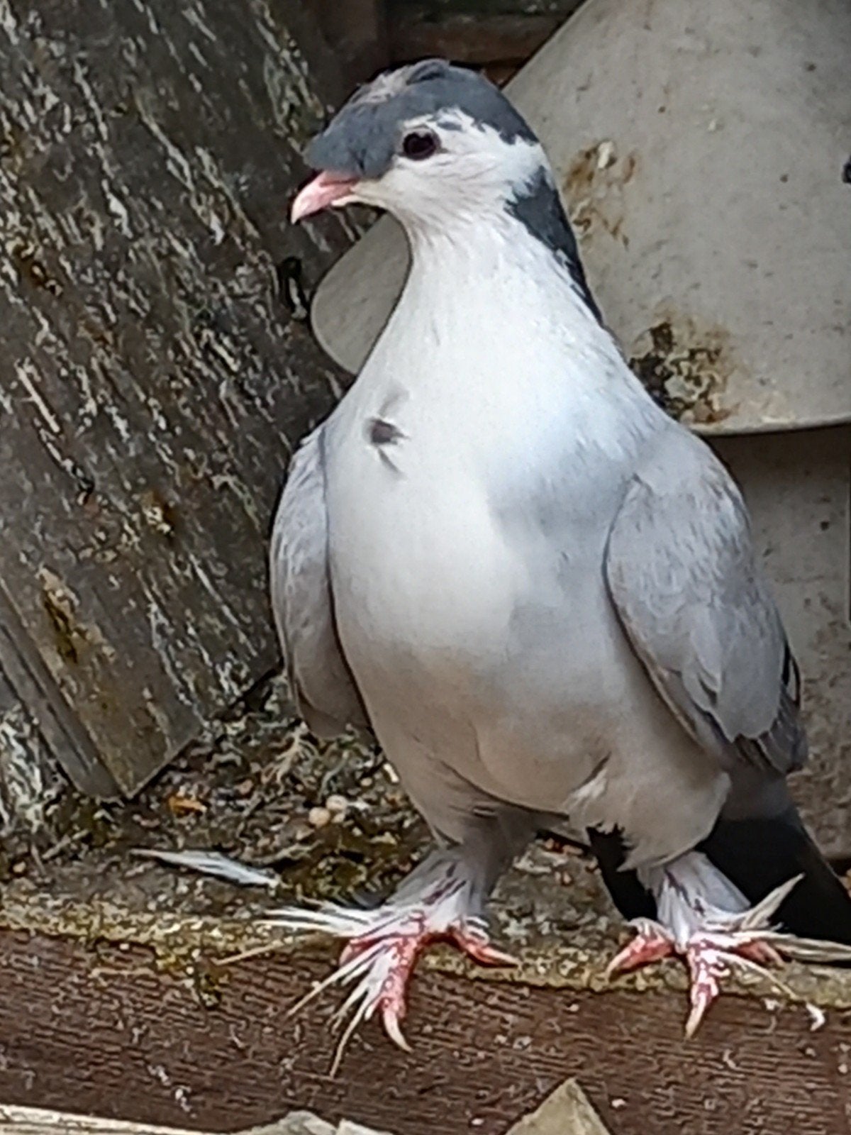 À vendre, Animaux & Accessoires, Oiseaux | Pigeons
