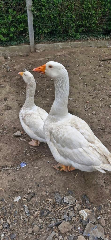 Koppel ganzen., Dieren en Toebehoren, Pluimvee