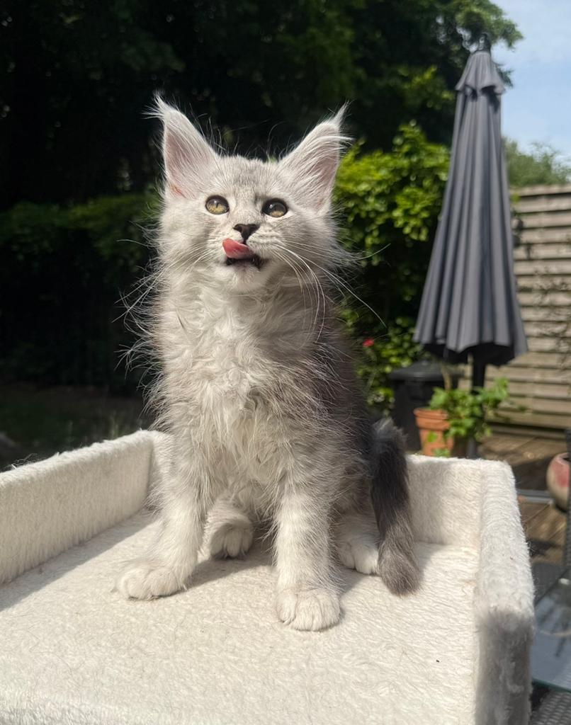 Prachtige shaded Maine Coon poesje, Poes, Met stamboom, 0 tot 2 jaar
