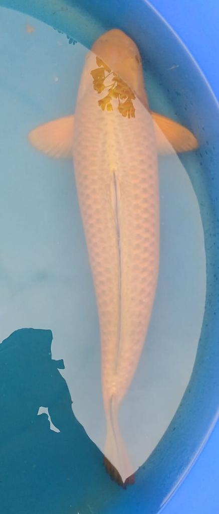 Chagoi - koï japonais - 69 cm, Animaux & Accessoires, Poissons | Poissons d'étang